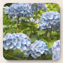濃紺の紫陽花
