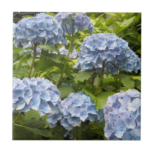 濃紺の紫陽花 タイル (正面)