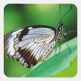 濃茶色と灰色の蝶 スクエアシール