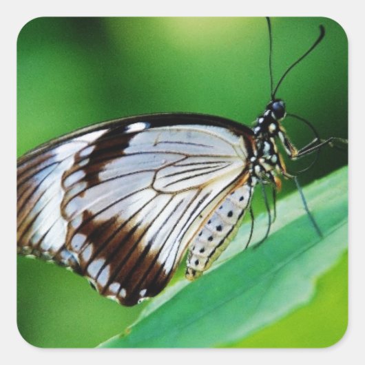 濃茶色と灰色の蝶 スクエアシール (正面)