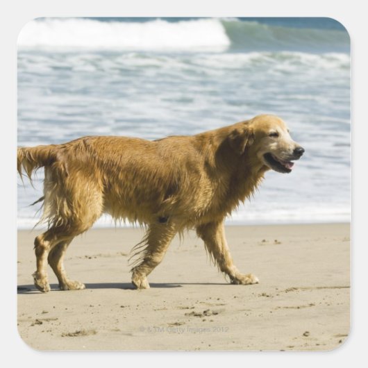 濡れた犬がビーチに。 スクエアシール (正面)