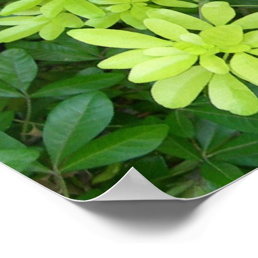 灌木 ポスター (角)