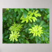 灌木 ポスター (正面)