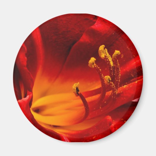 火のようなユリ マグネット (正面)