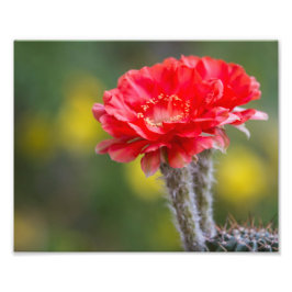 火の光のデュエット フォトプリント           