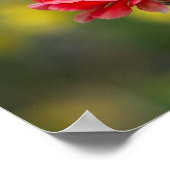 火の光のデュエット ポスター (角)