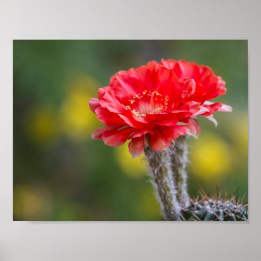 火の光のデュエット ポスター (正面)