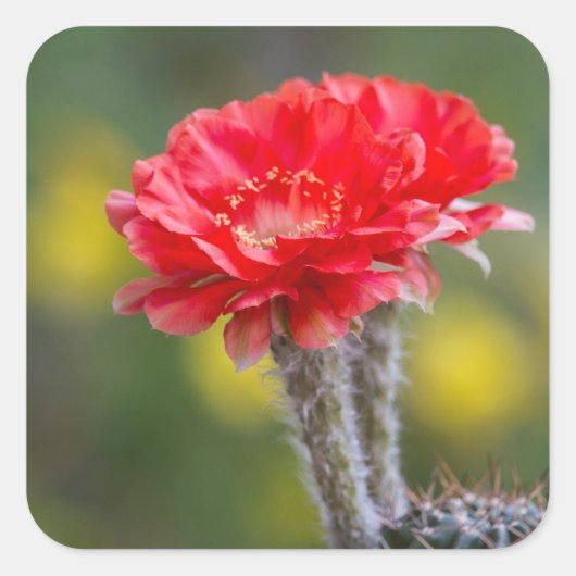 火の光の二重奏 スクエアシール (正面)