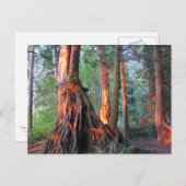 火の木 ポストカード (正面/裏面)