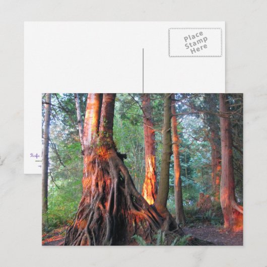 火の木 ポストカード (正面/裏面)