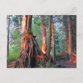 火の木 ポストカード (正面)