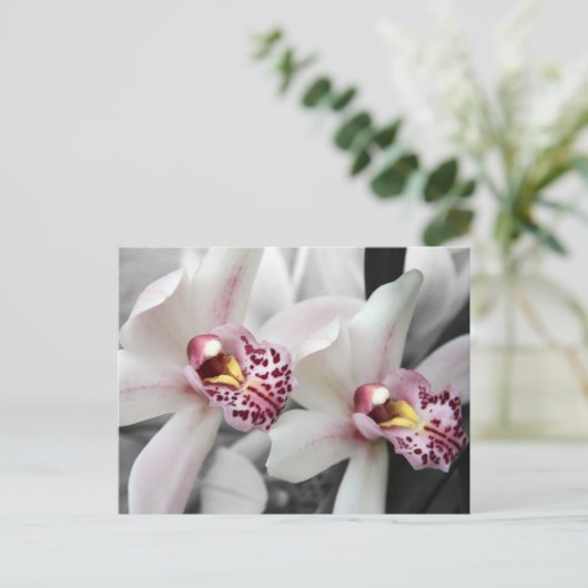 火の蘭 ポストカード (スタンド正面)