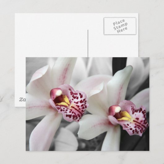 火の蘭 ポストカード (正面/裏面)