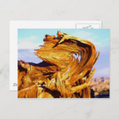 火を燃やす ポストカード (正面/裏面)