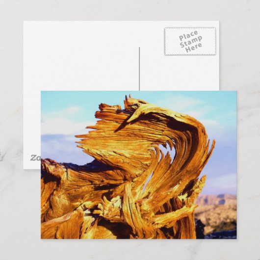 火を燃やす ポストカード (正面/裏面)