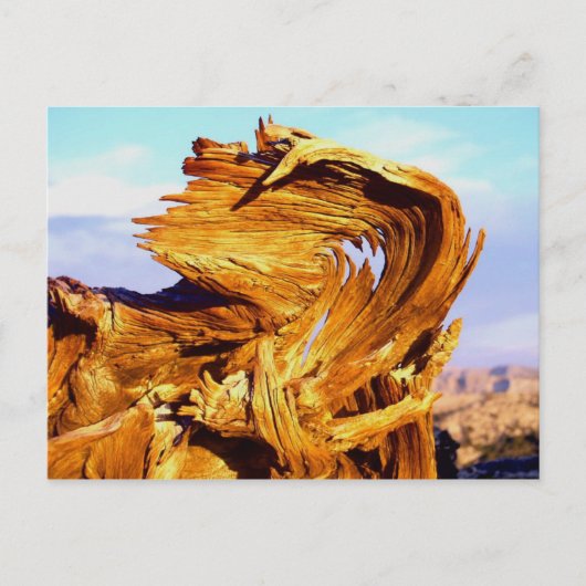 火を燃やす ポストカード (正面)