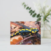 火サランダー ポストカード (スタンド正面)