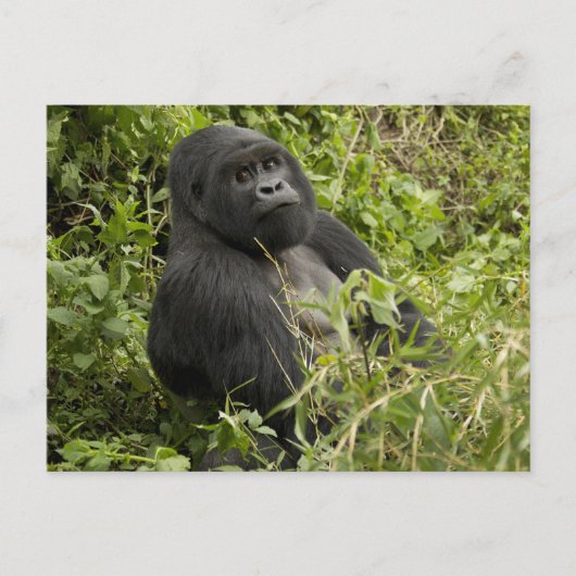 火山国立公園、 マウンテンゴリラ ポストカード (正面)
