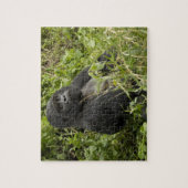 火山国立公園、山ゴリラ ジグソーパズル (縦)