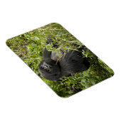 火山国立公園、山ゴリラ マグネット (右側)