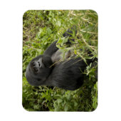 火山国立公園、山ゴリラ マグネット (縦)