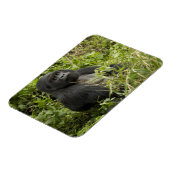 火山国立公園、山ゴリラ マグネット (左側)