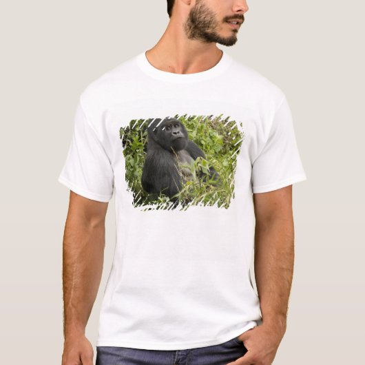 火山国立公園、山ゴリラ Tシャツ (正面)