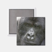 火山NP，ルワンダ，マウンテンゴリラ， マグネット (正面/裏面)