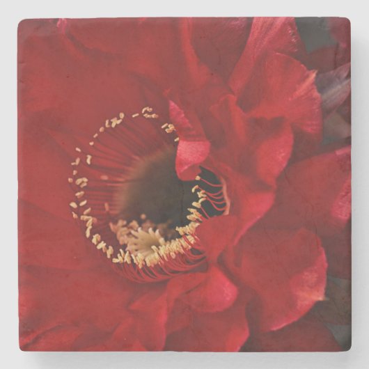 火明けサボテン ストーンコースター (正面)