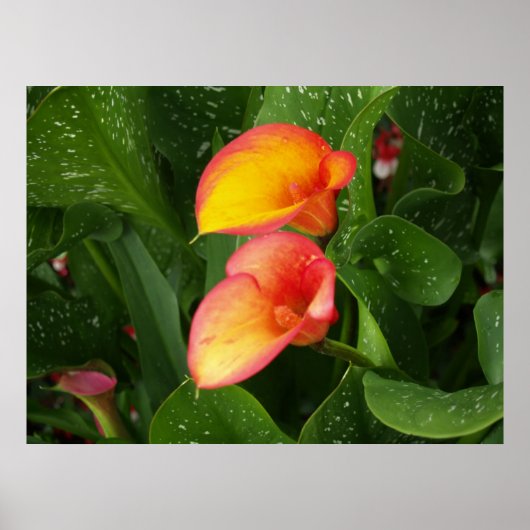 火炎カラ。 ポスター (正面)