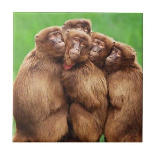 火猿のタイルの年 タイル (正面)