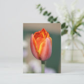 火花 ポストカード (スタンド正面)