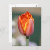 火花 ポストカード (正面/裏面)