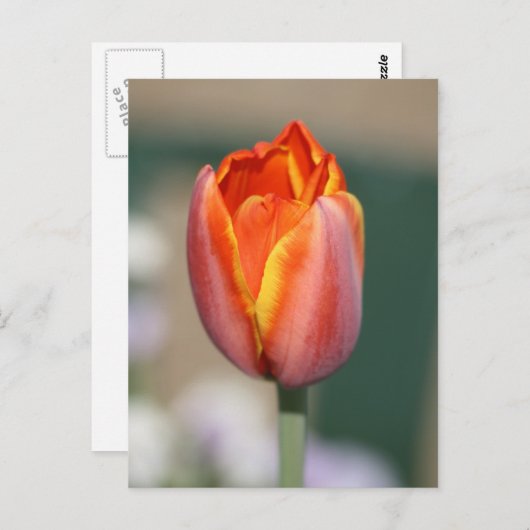 火花 ポストカード (正面/裏面)