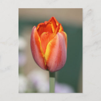 火花 ポストカード