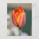 火花 ポストカード (正面)