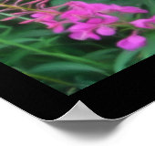 火草 ポスター (角)