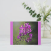 火草 ポストカード (スタンド正面)