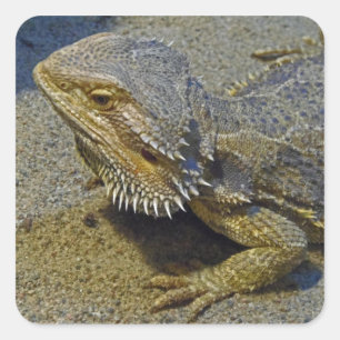 火-髭があるドラゴンの下の生存 スクエアシール