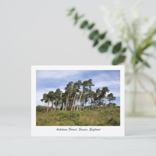 灰だらけの森のはがきに木を傾ける ポストカード (スタンド正面)