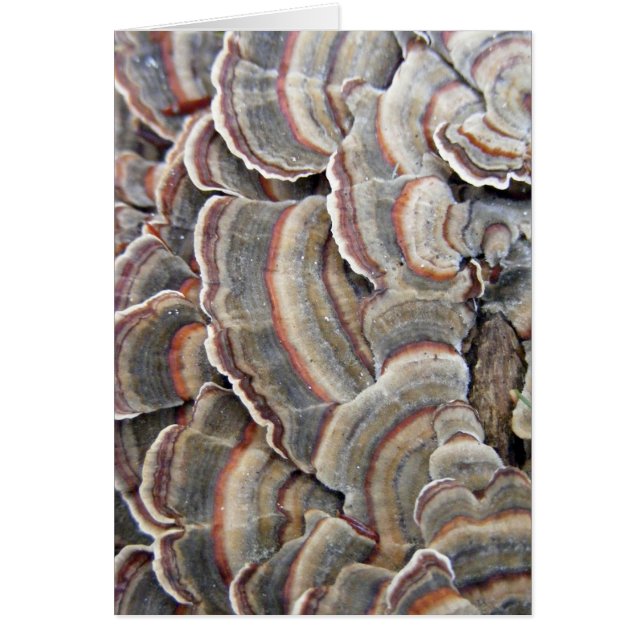 灰色およびバーガンディの菌類のさざ波 (正面)