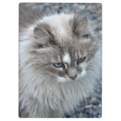 灰色および白く曖昧な猫 クリップボード (裏面)