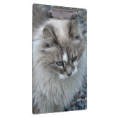 灰色および白く曖昧な猫 クリップボード (右)