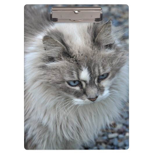 灰色および白く曖昧な猫 クリップボード (正面)
