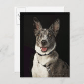 灰色と白のオーストラリアの羊飼いハーネス ポストカード (正面/裏面)