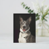 灰色と白のオーストラリアの羊飼いハーネス ポストカード (スタンド正面)