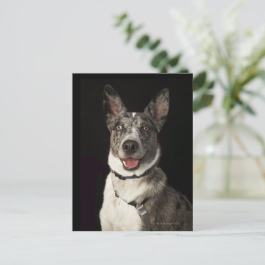 灰色と白のオーストラリアの羊飼いハーネス ポストカード (スタンド正面)