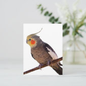 灰色と黄色のコックティエルペットの鳥の色の写真 ポストカード (スタンド正面)