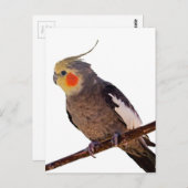 灰色と黄色のコックティエルペットの鳥の色の写真 ポストカード (正面/裏面)
