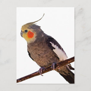 灰色と黄色のコックティエルペットの鳥の色の写真 ポストカード